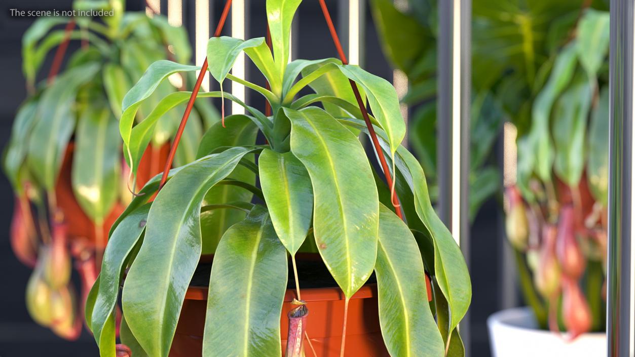 Carnivorous Plant in Hanging Pot 3D