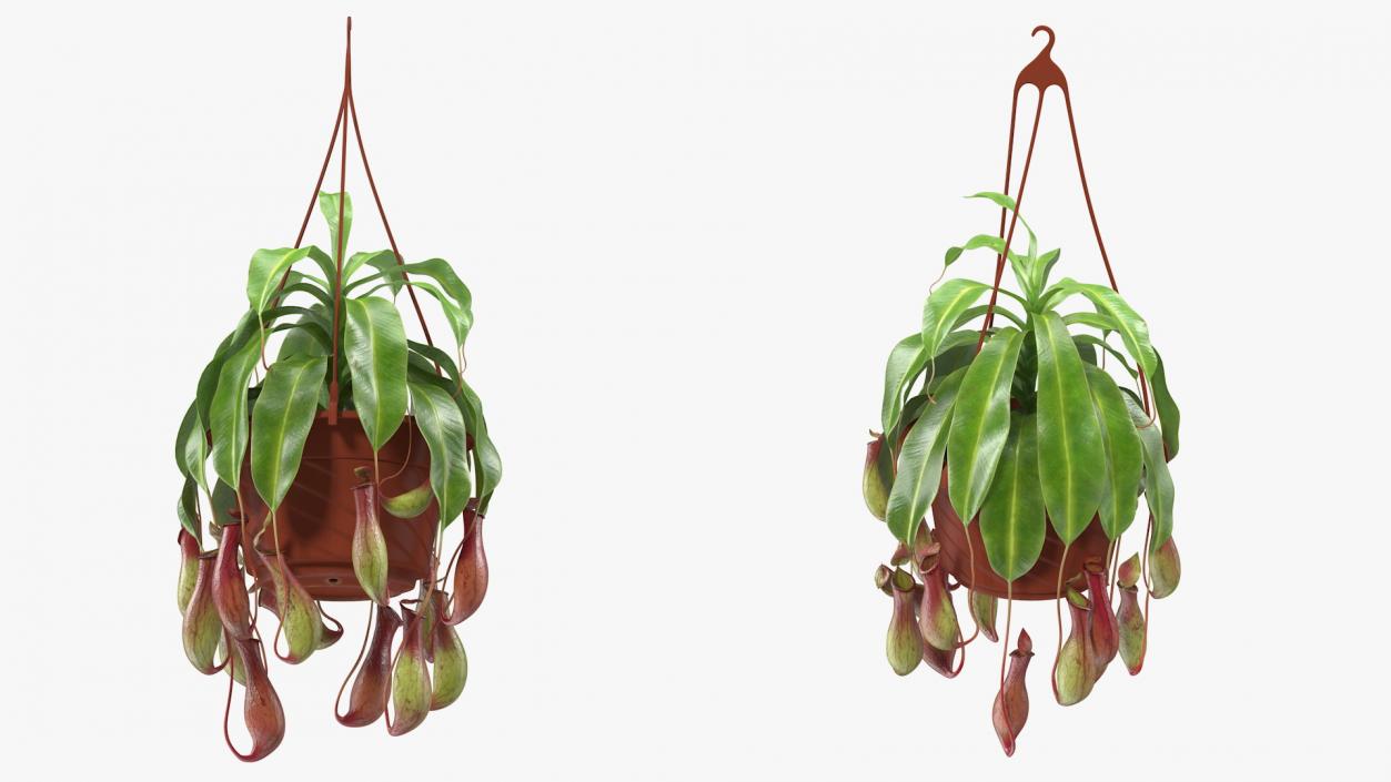 Carnivorous Plant in Hanging Pot 3D