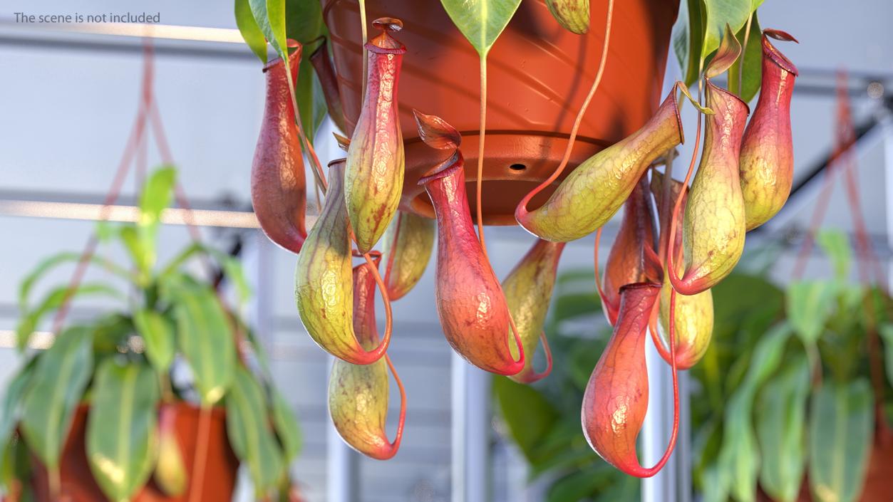 Carnivorous Plant in Hanging Pot 3D