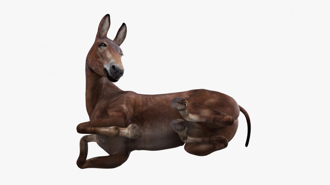 3D Lying Bay Mule 2