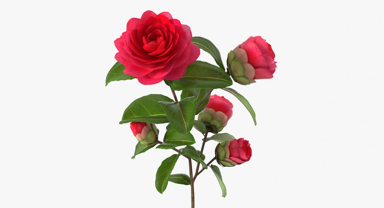 3D Garden Flower Camellia Red