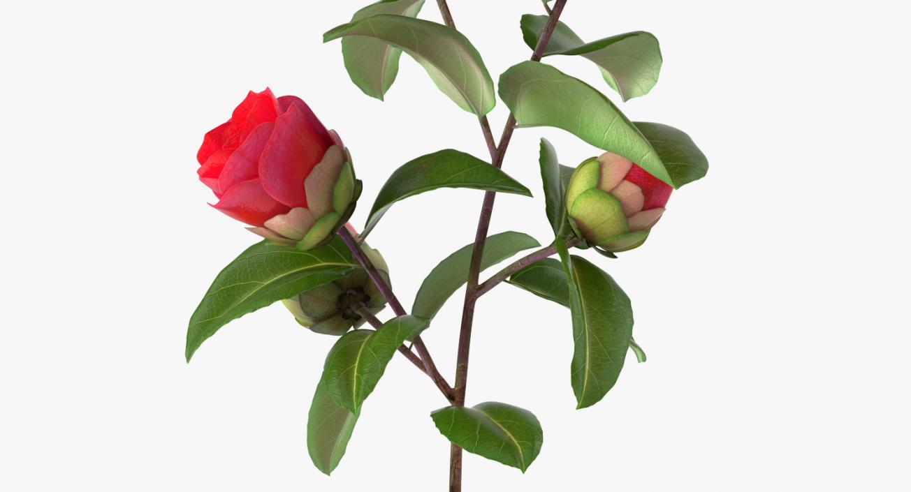 3D Garden Flower Camellia Red