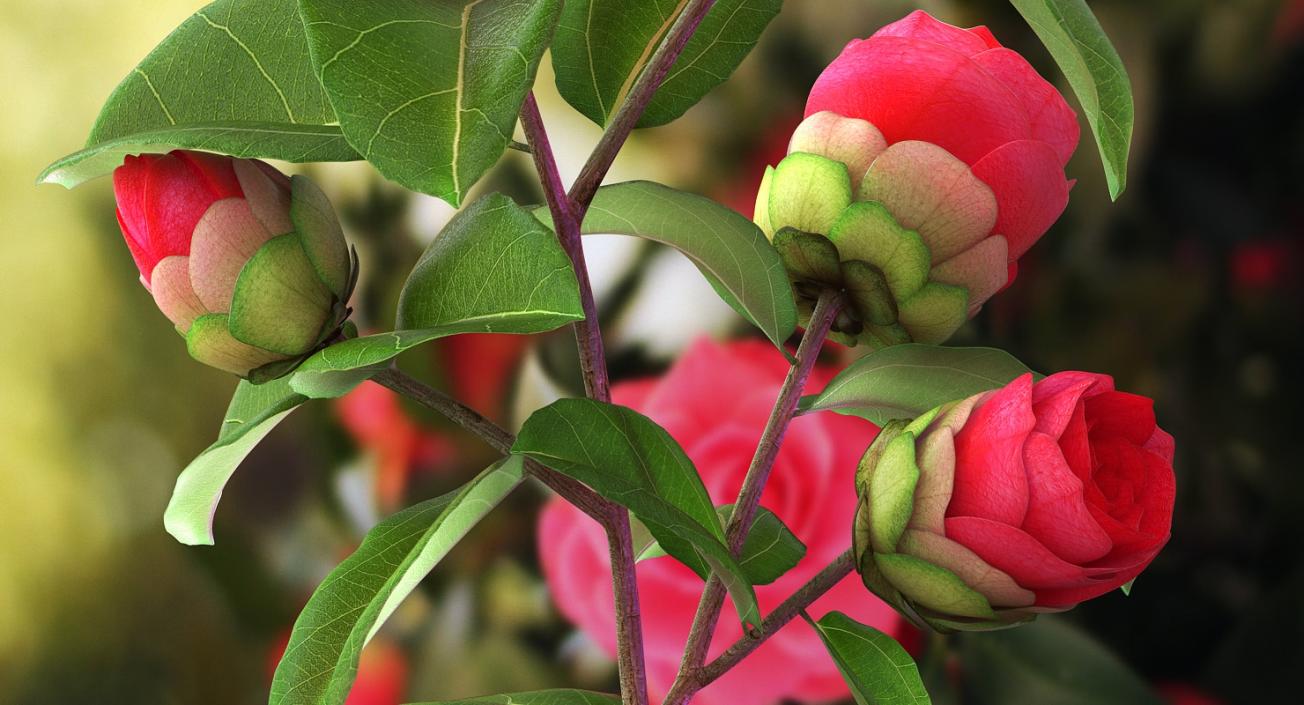 3D Garden Flower Camellia Red