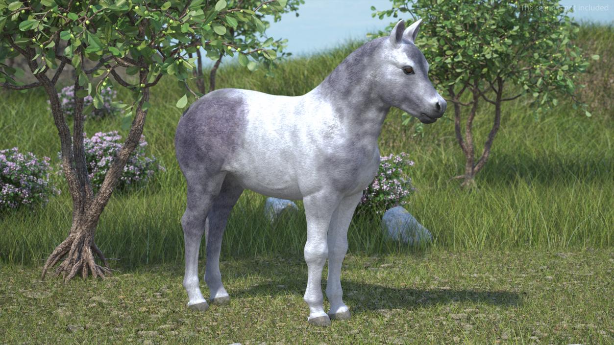 3D Shetland Pony White 2