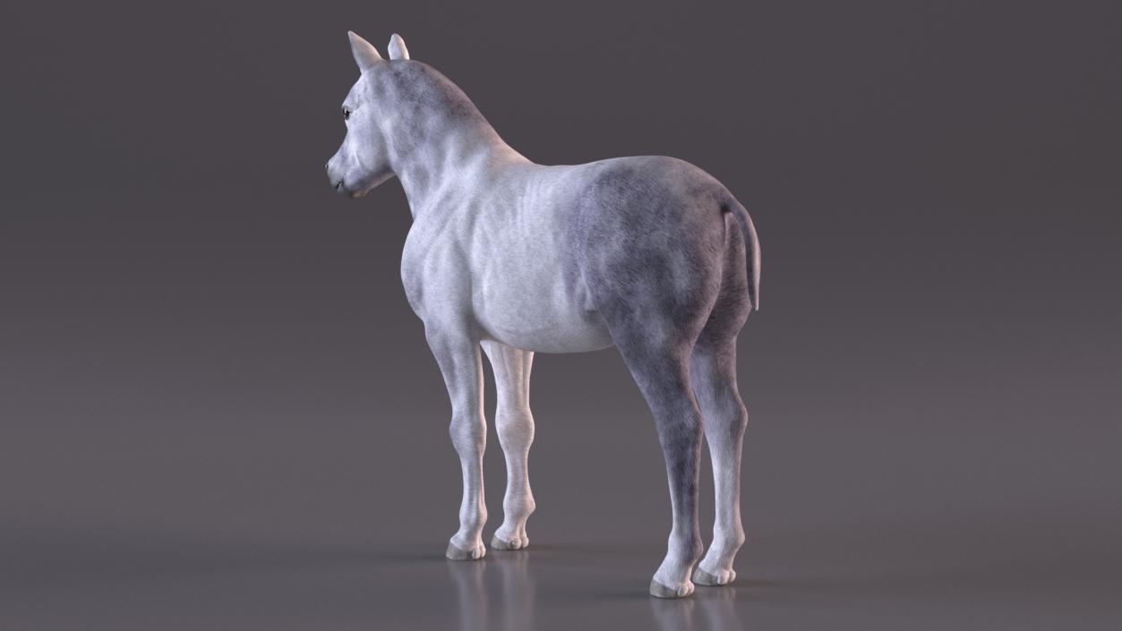 3D Shetland Pony White 2