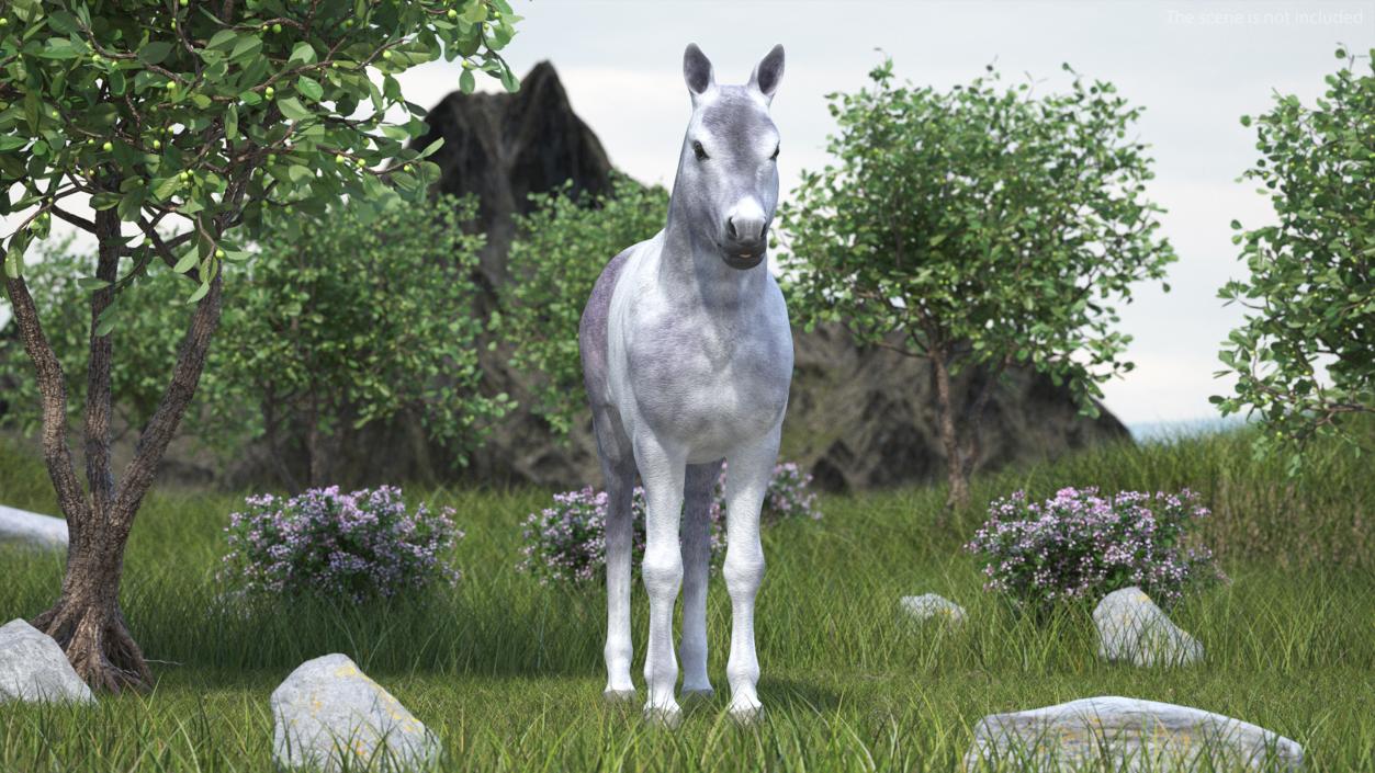 3D Shetland Pony White 2