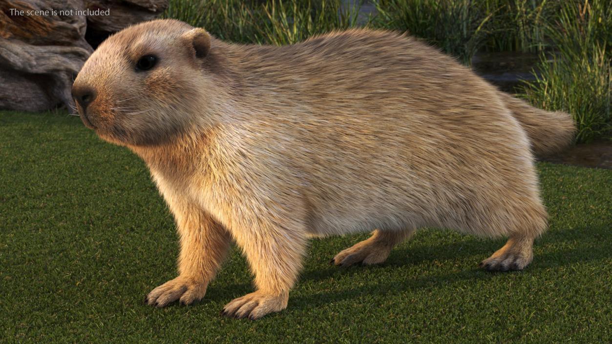 Alpine Marmot Fur 3D