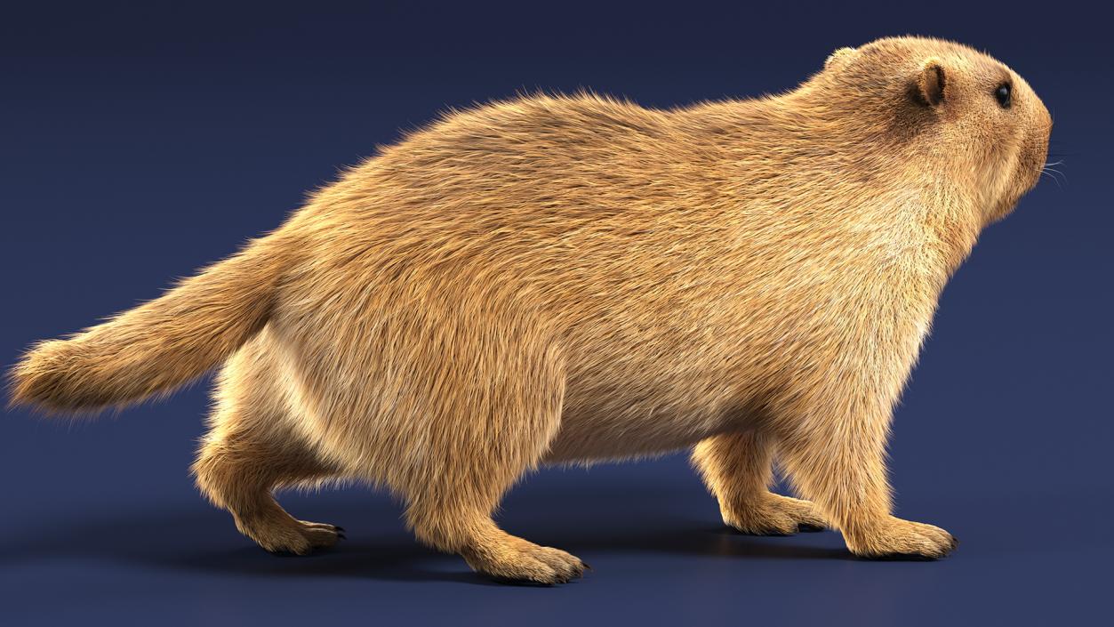 Alpine Marmot Fur 3D