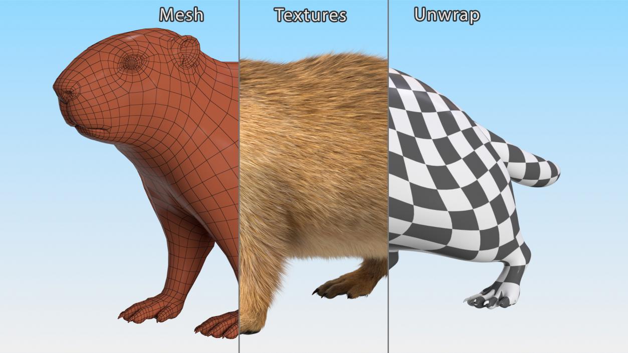 Alpine Marmot Fur 3D