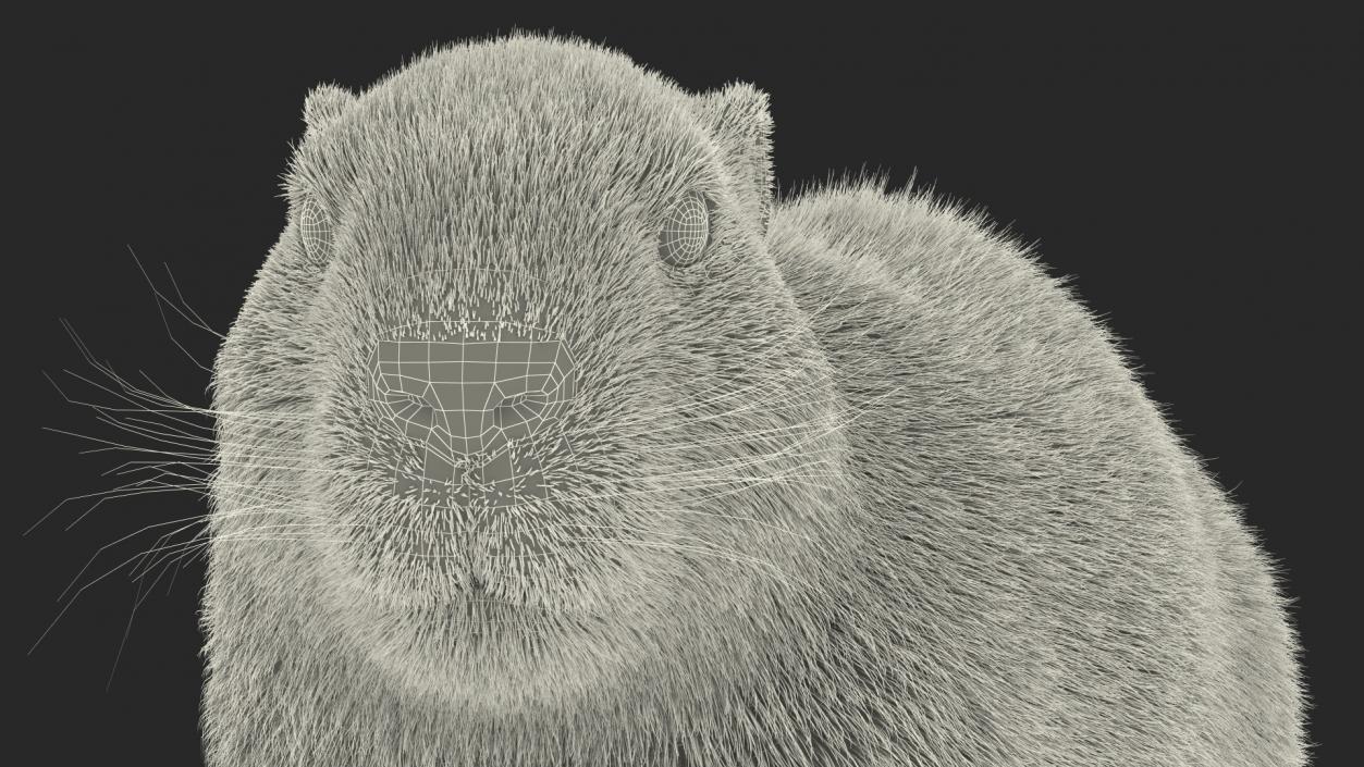 Alpine Marmot Fur 3D