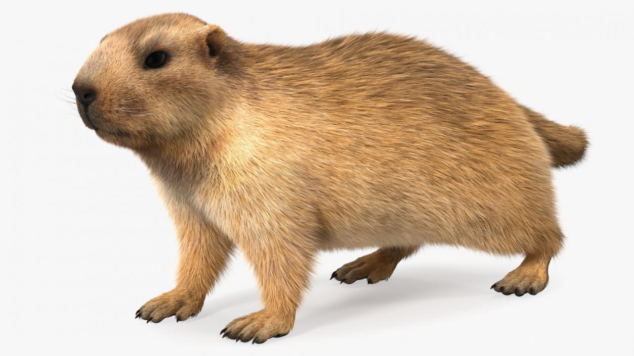 Alpine Marmot Fur 3D