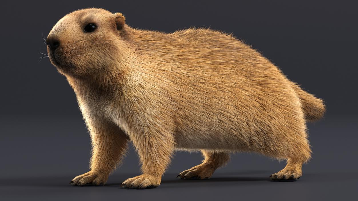 Alpine Marmot Fur 3D