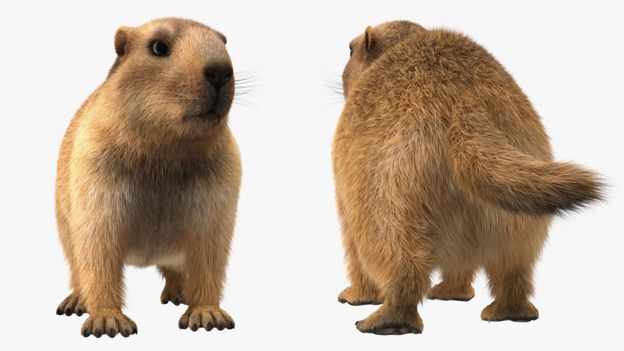 Alpine Marmot Fur 3D