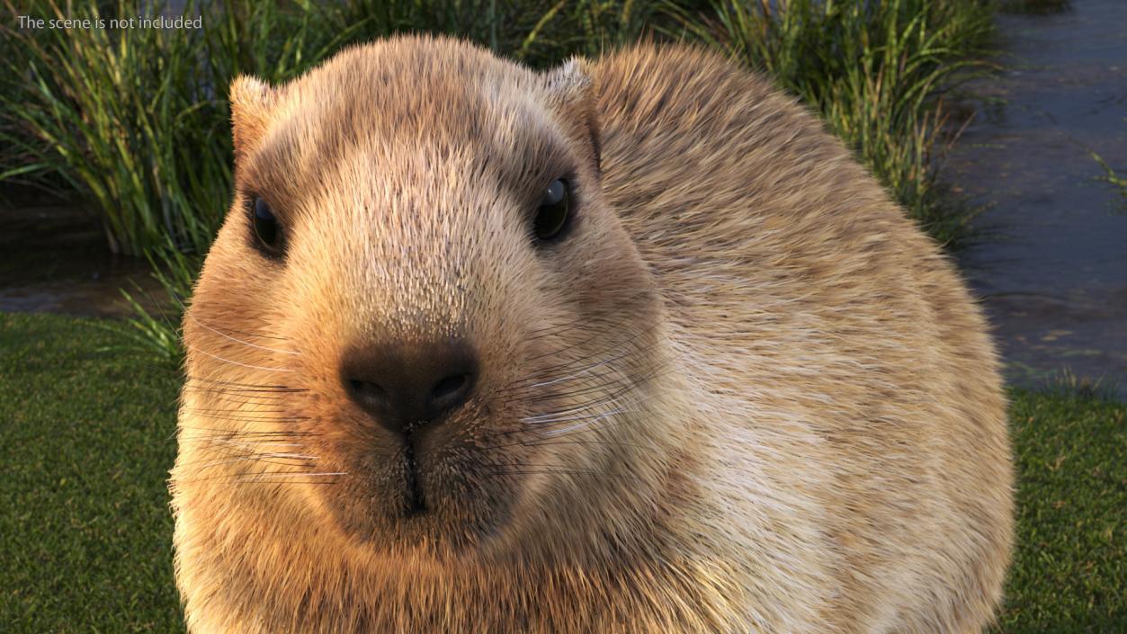 Alpine Marmot Fur 3D