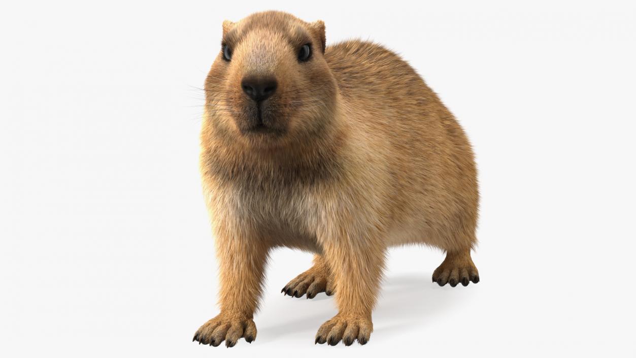 Alpine Marmot Fur 3D