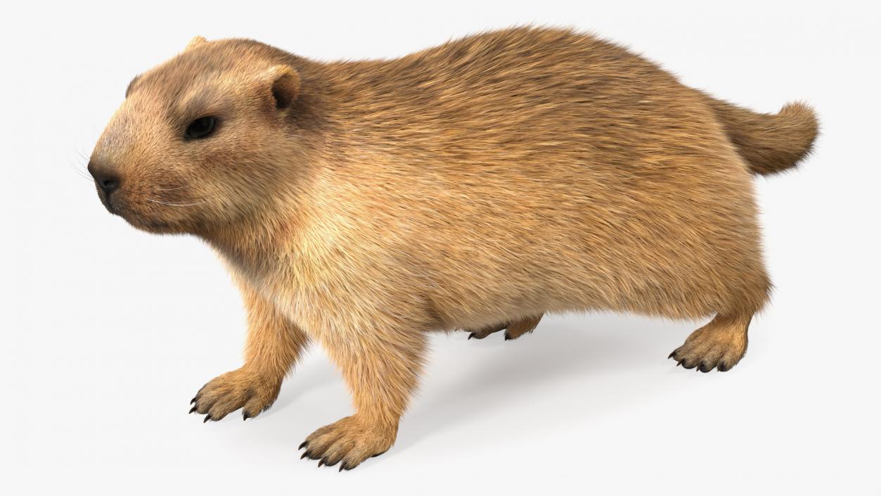 Alpine Marmot Fur 3D