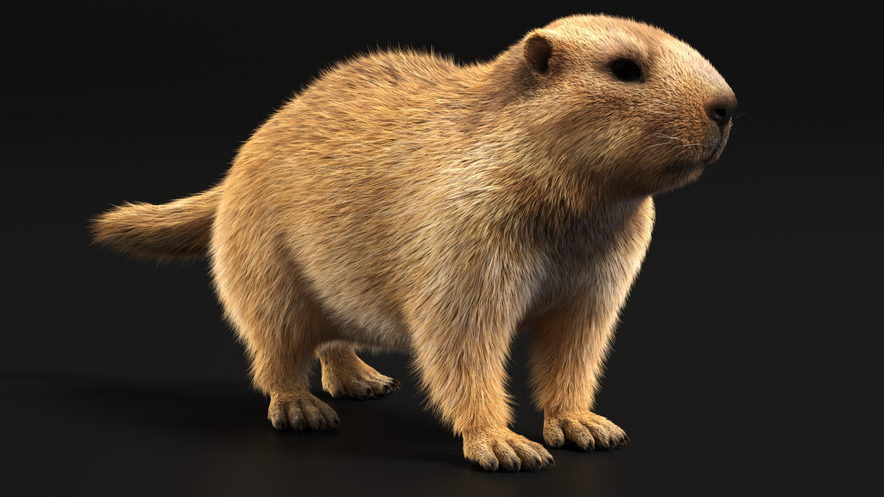 Alpine Marmot Fur 3D