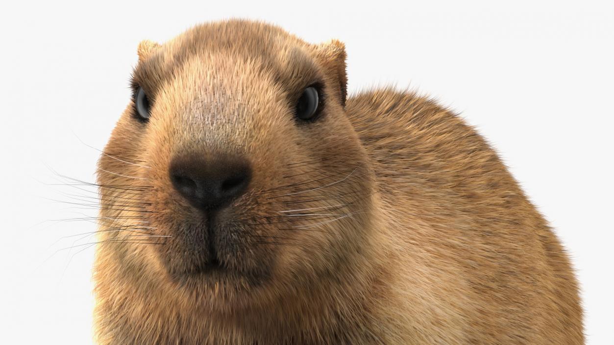 Alpine Marmot Fur 3D