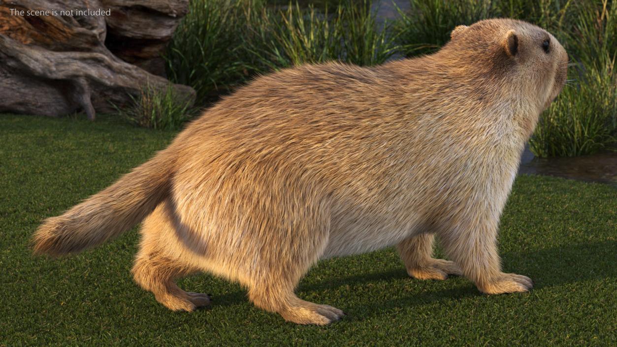 Alpine Marmot Fur 3D