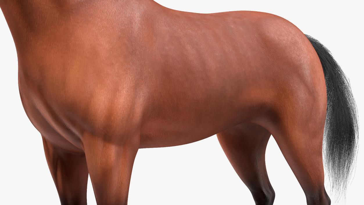 3D Bay Horse Fur model