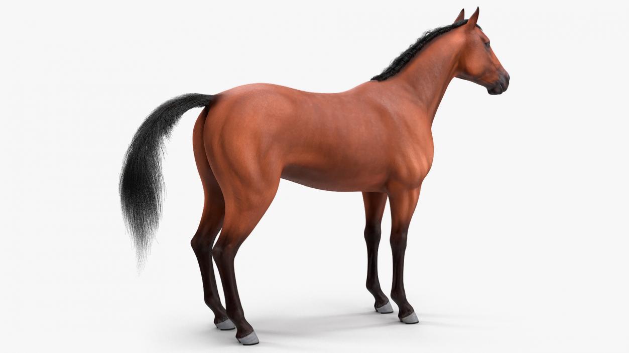 3D Bay Horse Fur model