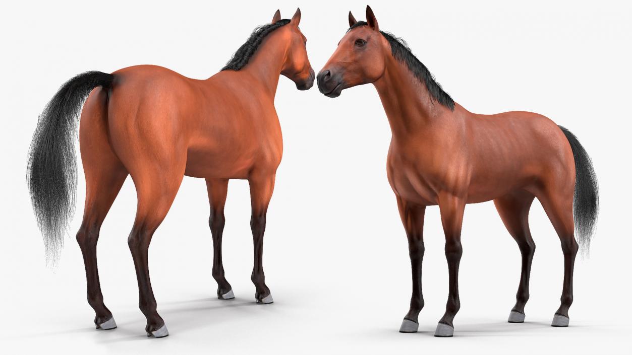 3D Bay Horse Fur model