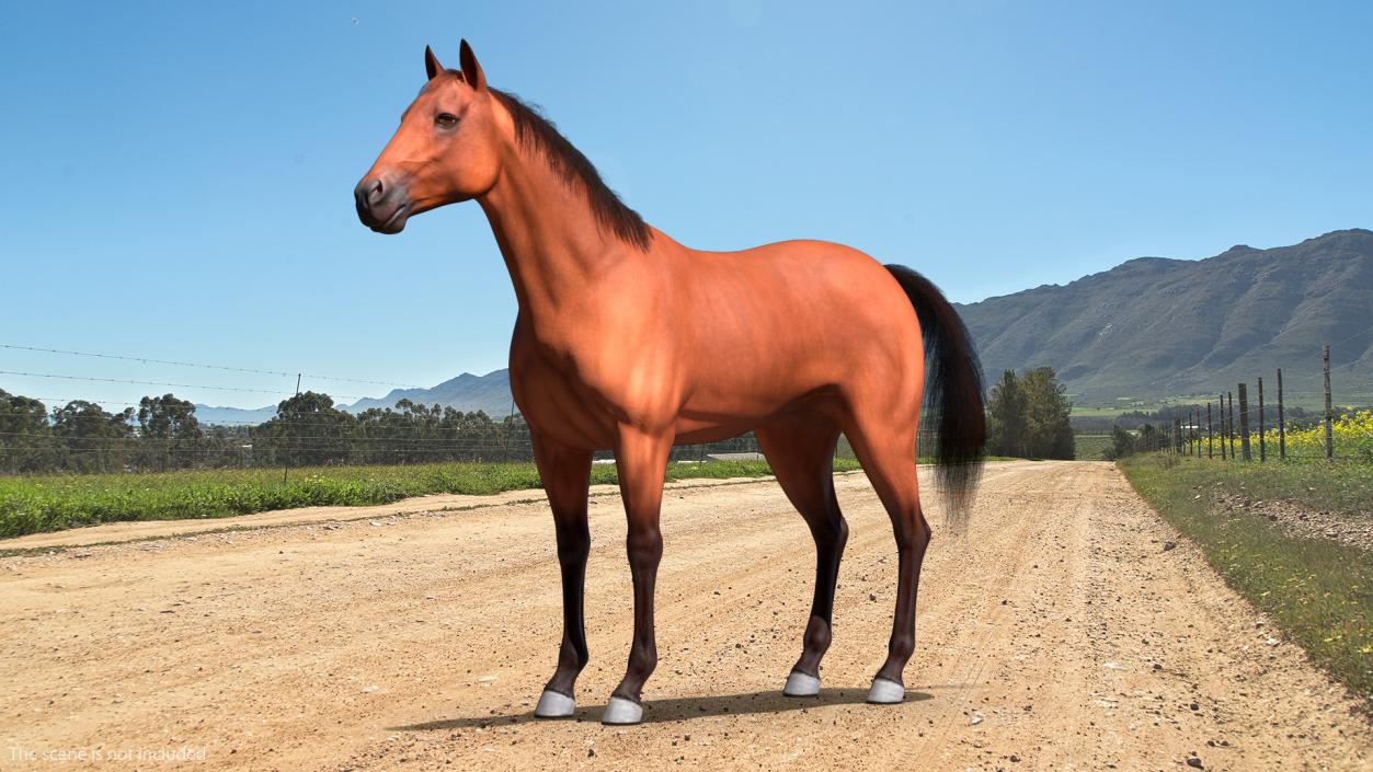 3D Bay Horse Fur model