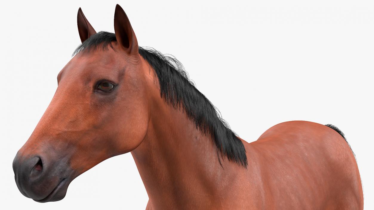 3D Bay Horse Fur model