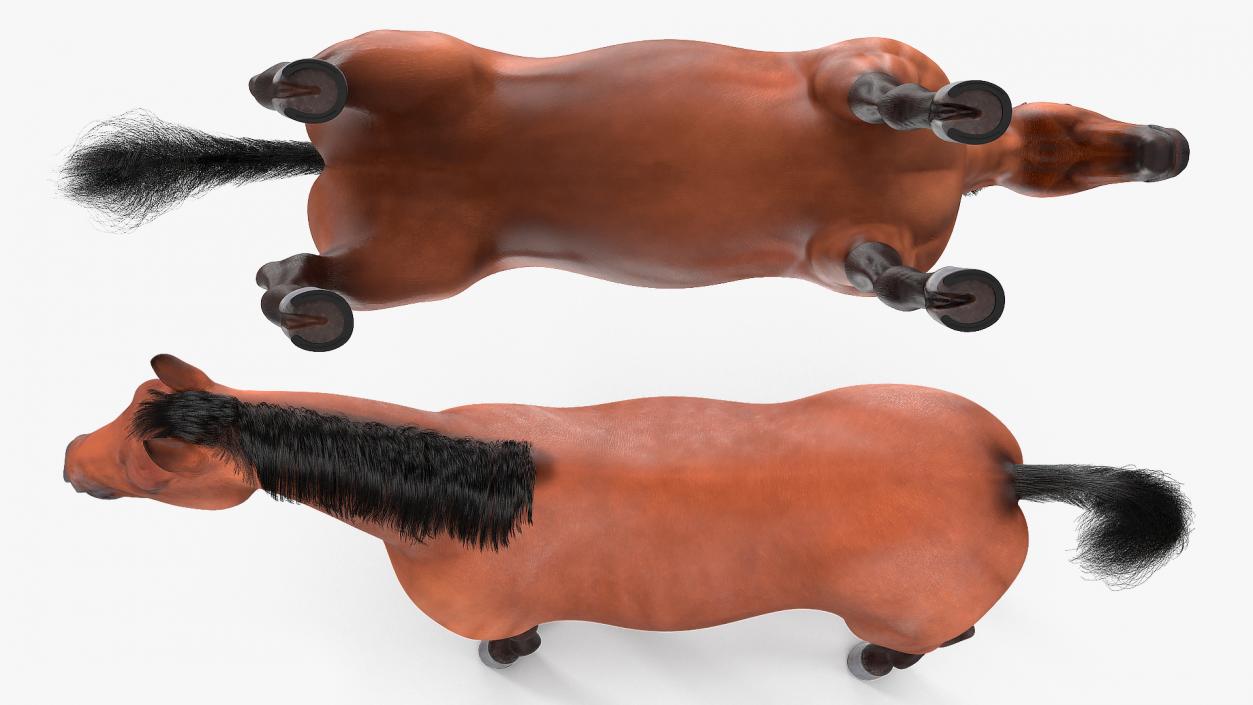 3D Bay Horse Fur model