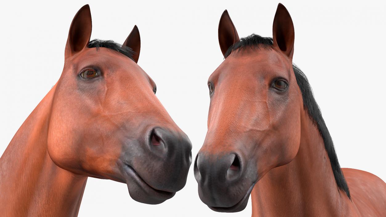 3D Bay Horse Fur model