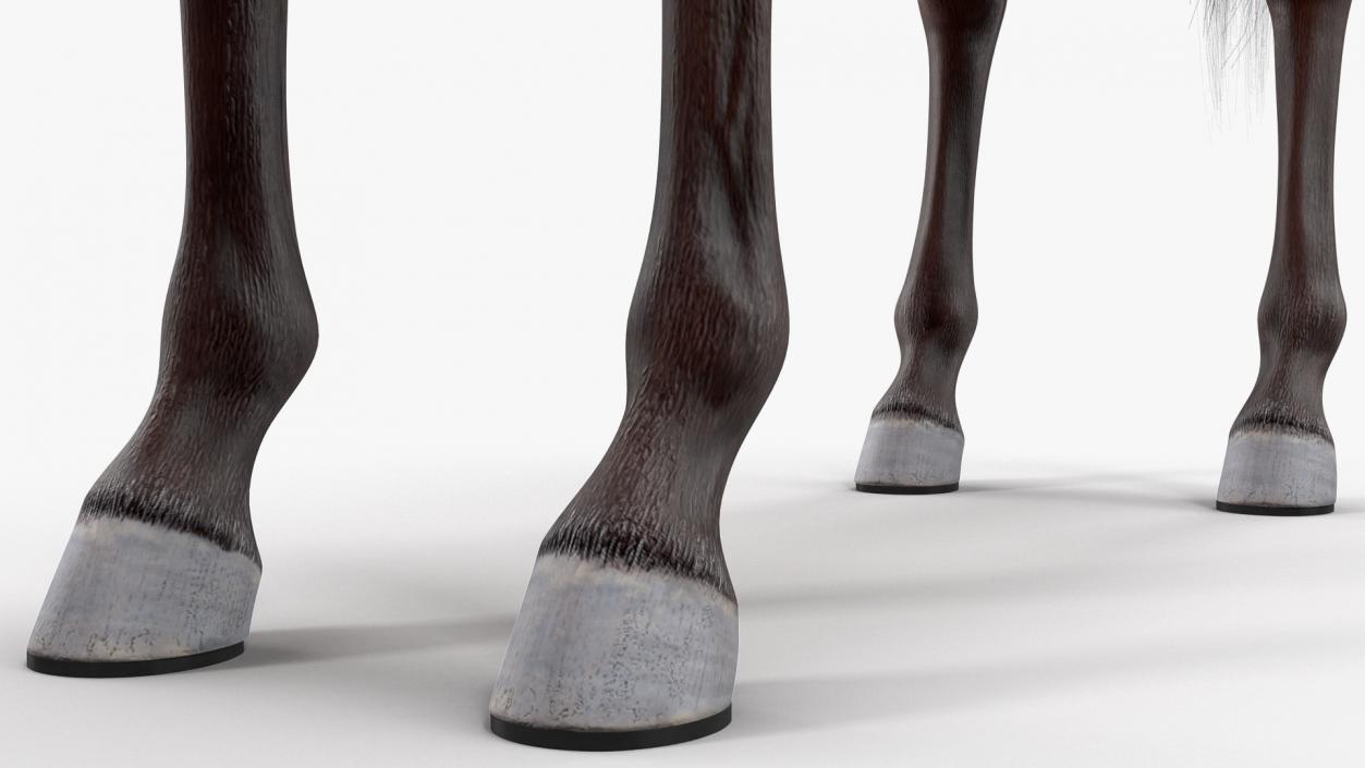 3D Bay Horse Fur model