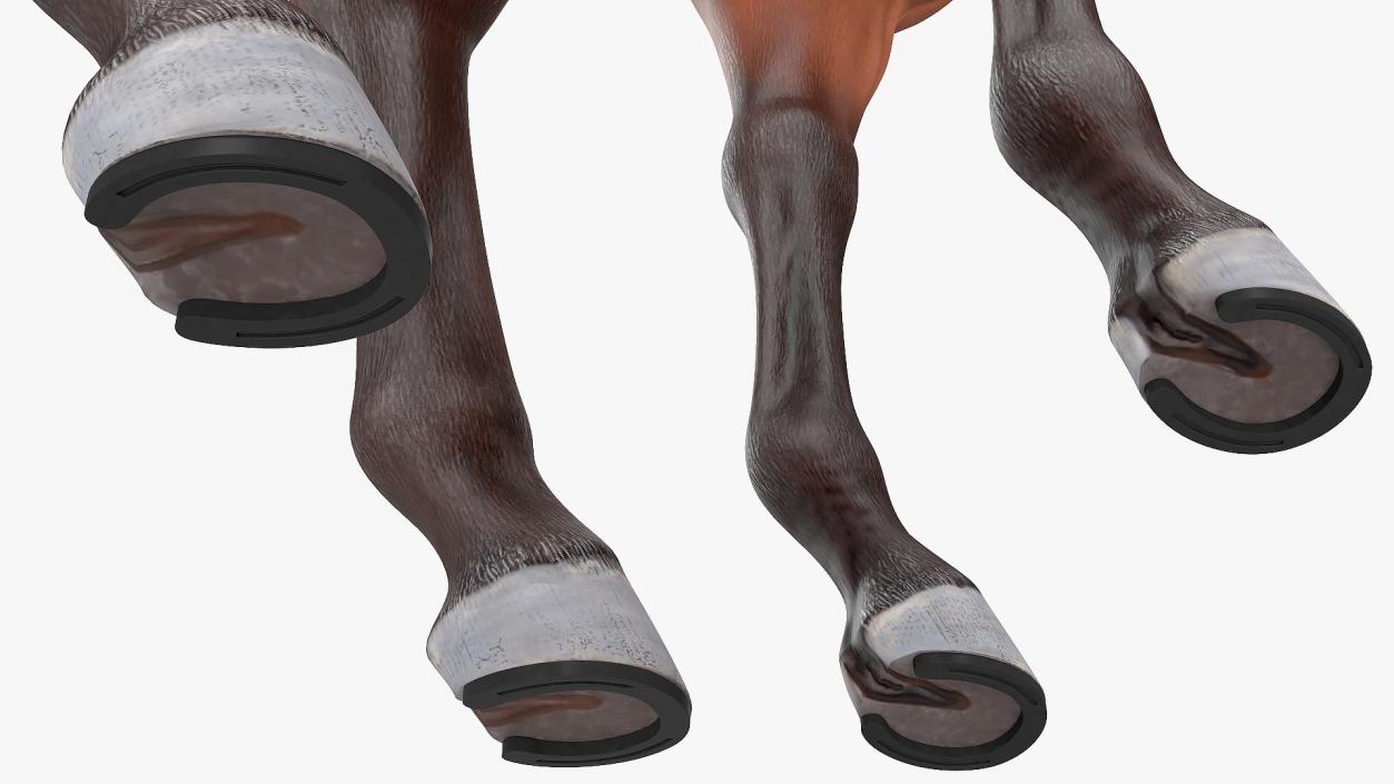 3D Bay Horse Fur model