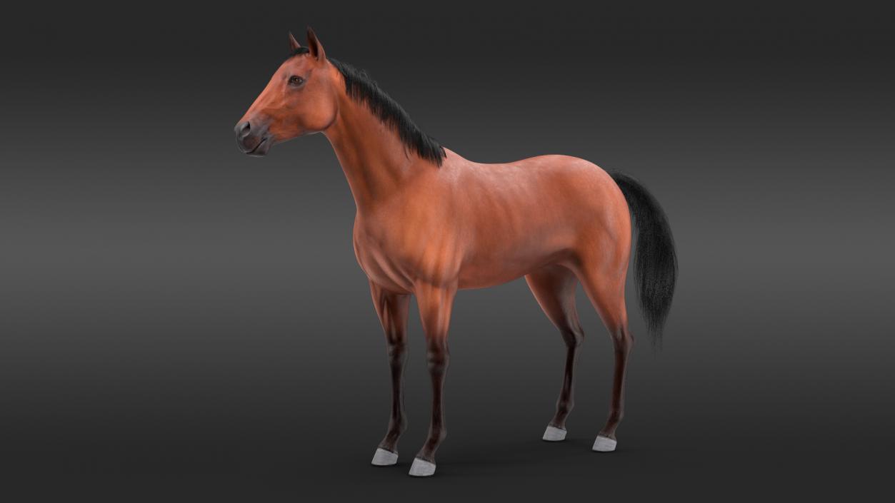 3D Bay Horse Fur model