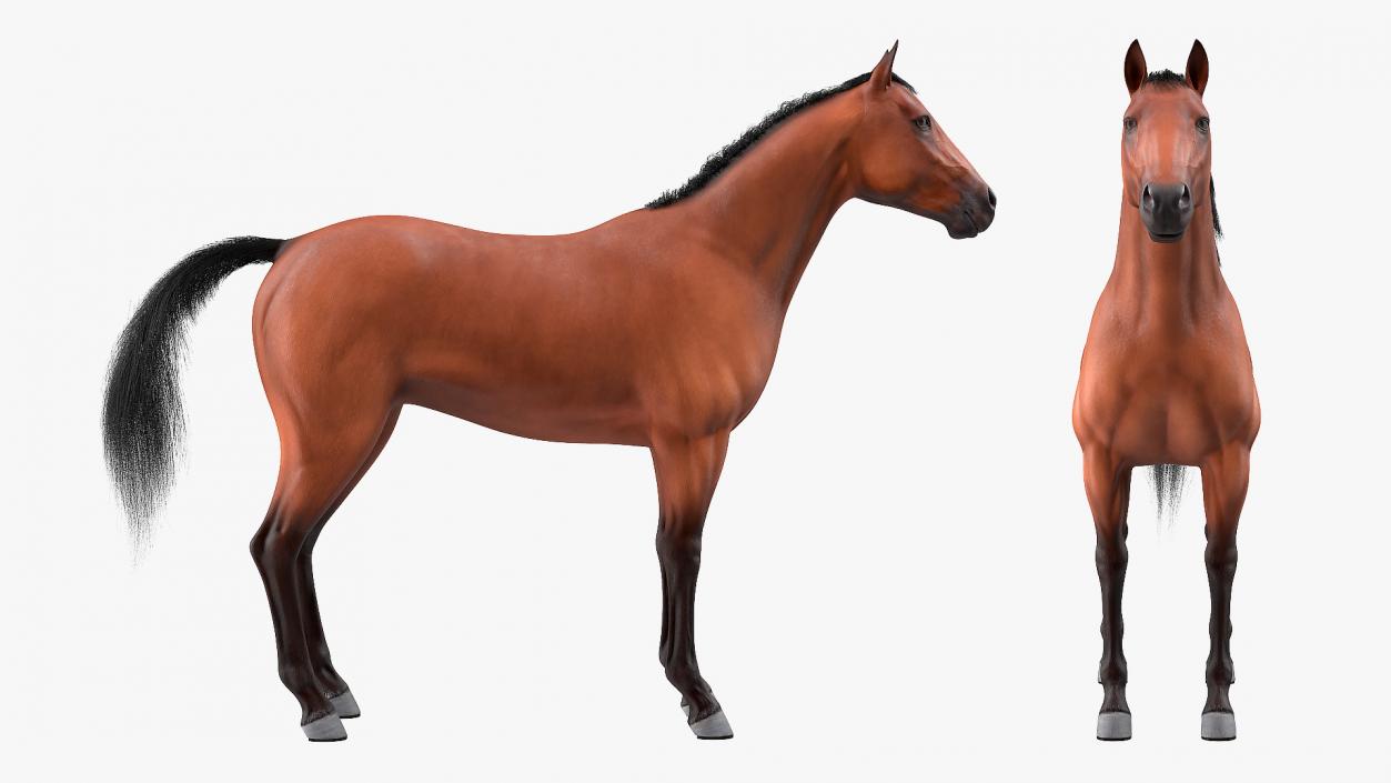 3D Bay Horse Fur model