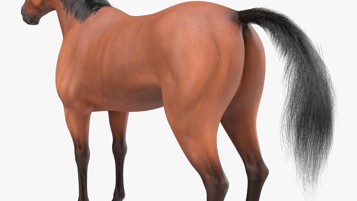 3D Bay Horse Fur model