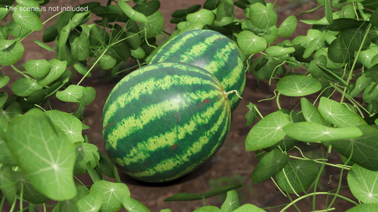 Watermelons Collection 3D