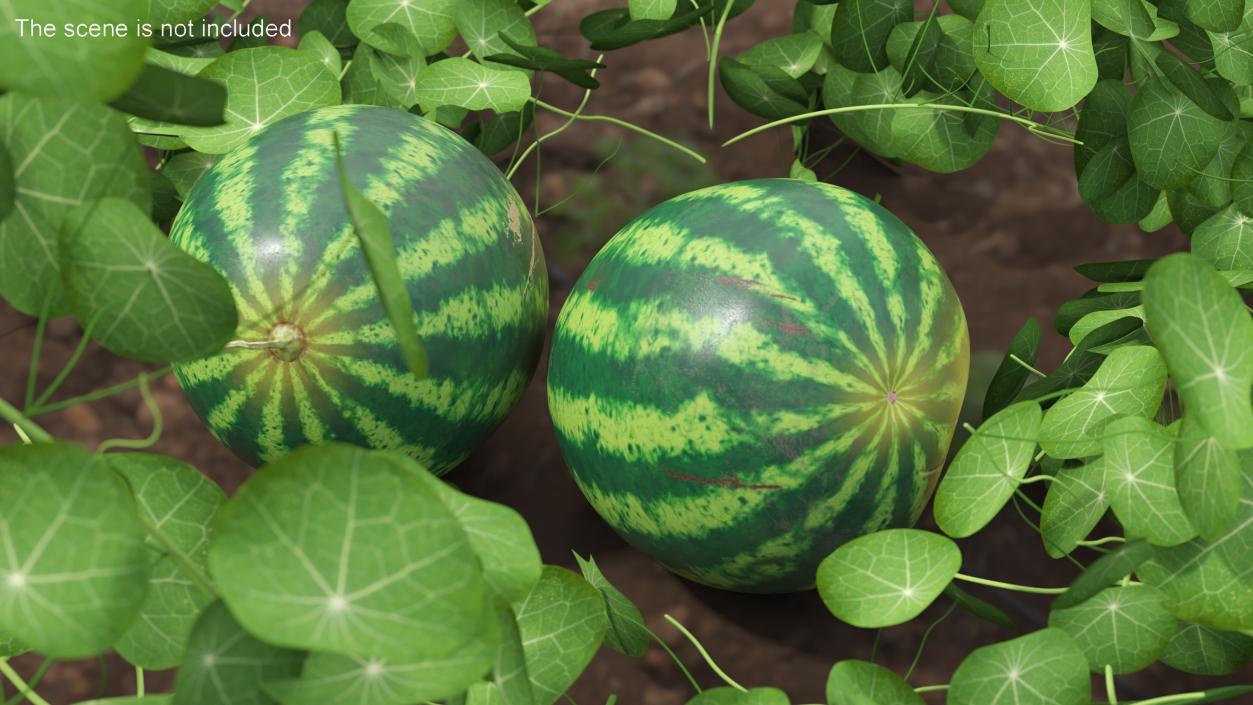 Watermelons Collection 3D