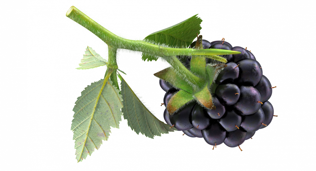 3D Blackberry with Leaves Fur