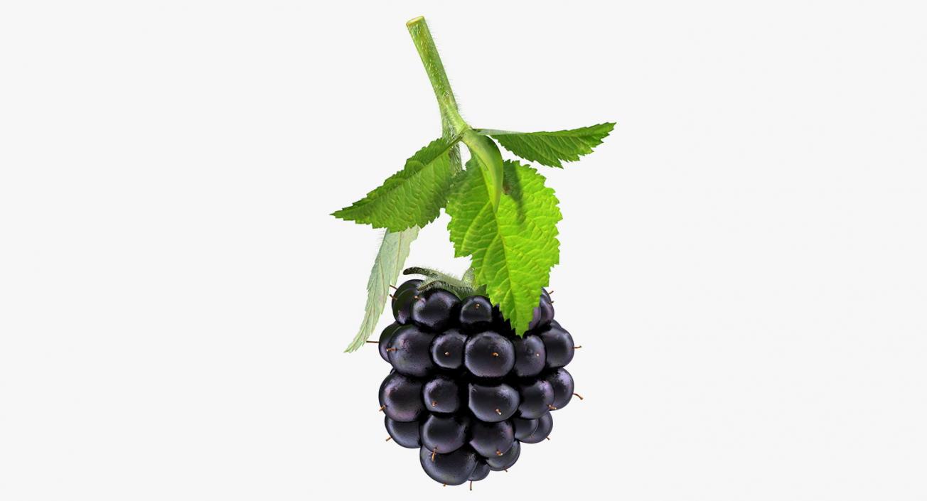 3D Blackberry with Leaves Fur