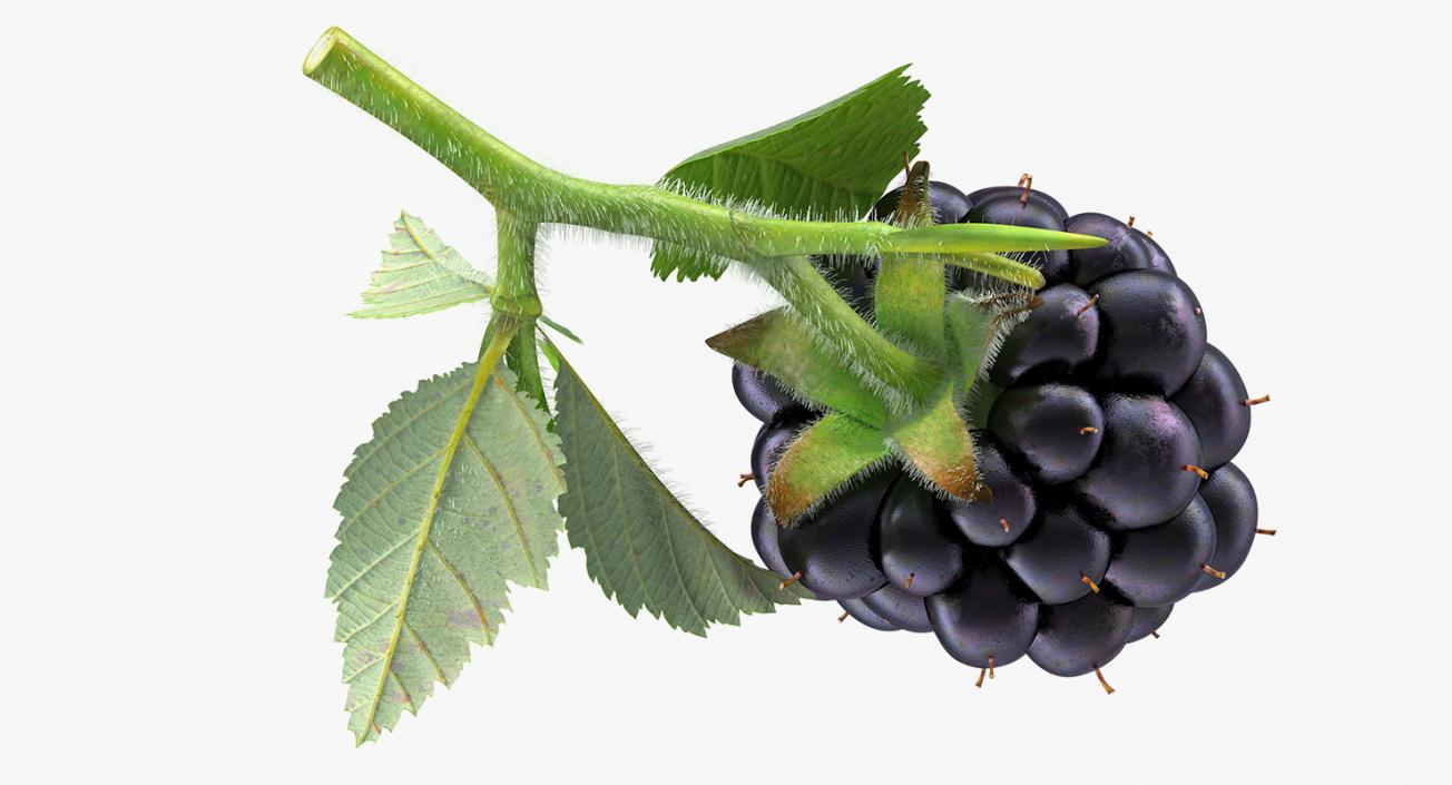 3D Blackberry with Leaves Fur