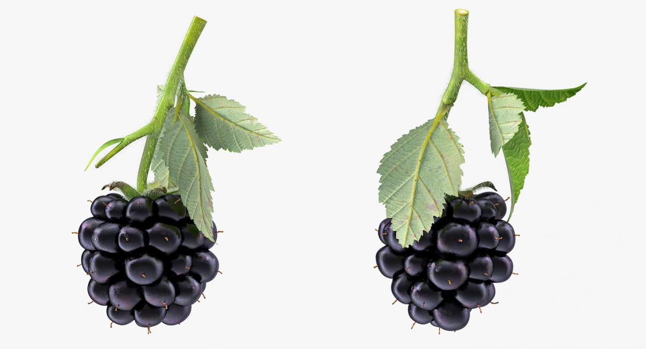 3D Blackberry with Leaves Fur