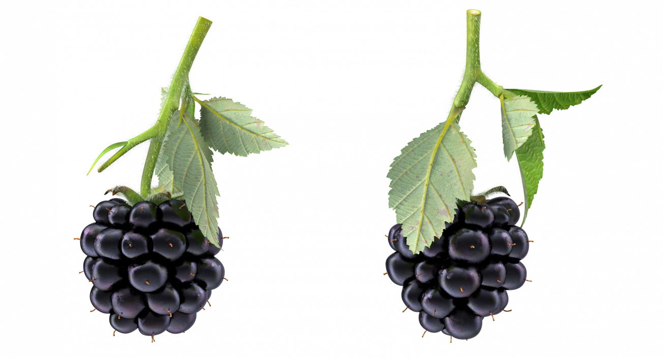 3D Blackberry with Leaves Fur