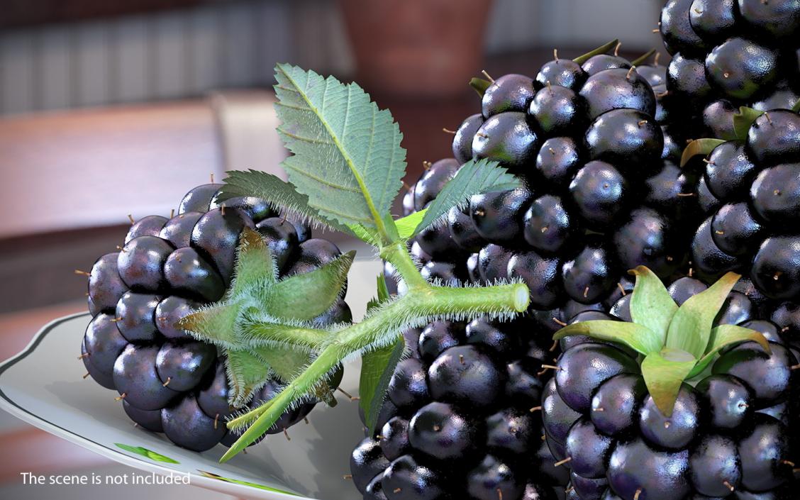 3D Blackberry with Leaves Fur