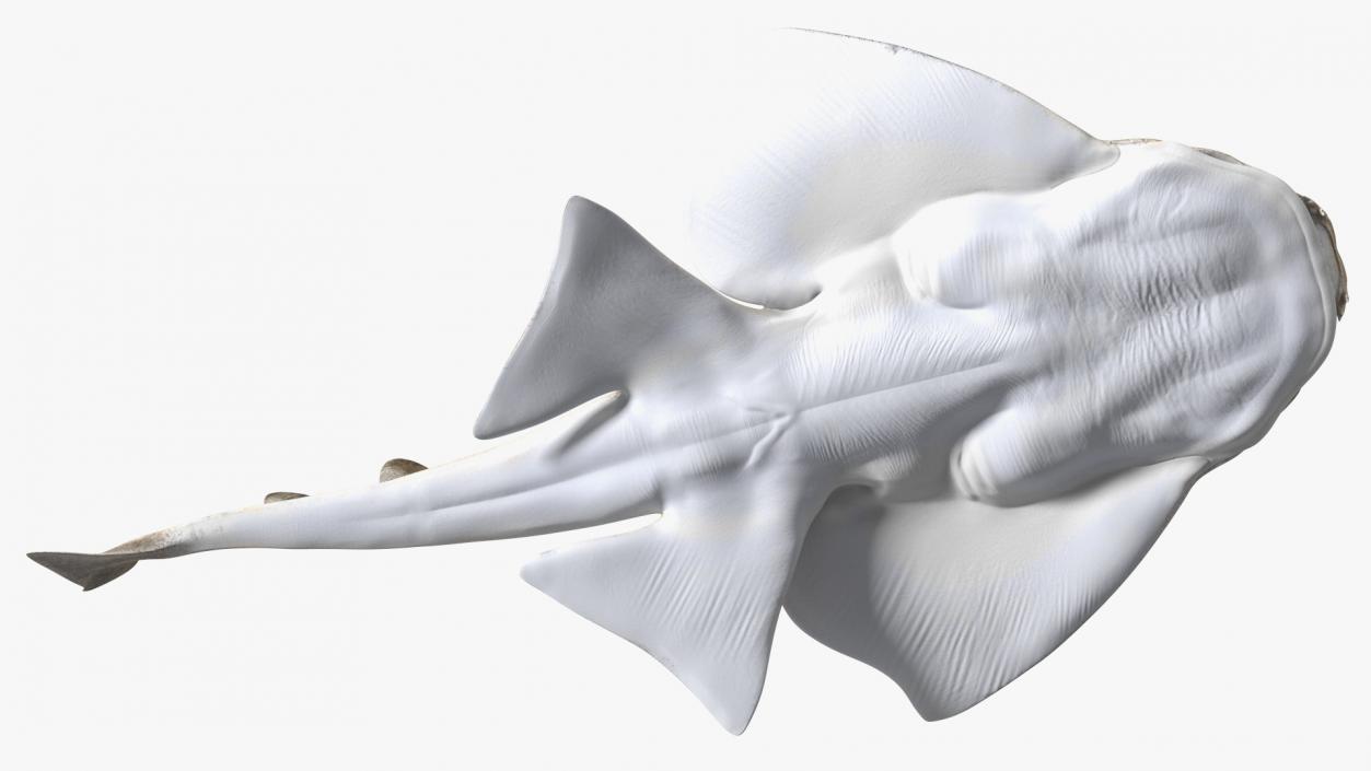 3D model Angel Shark Swimming Pose