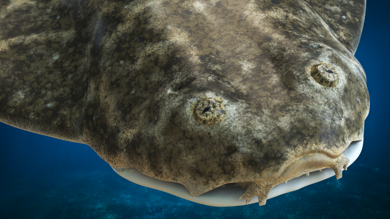 3D model Angel Shark Swimming Pose