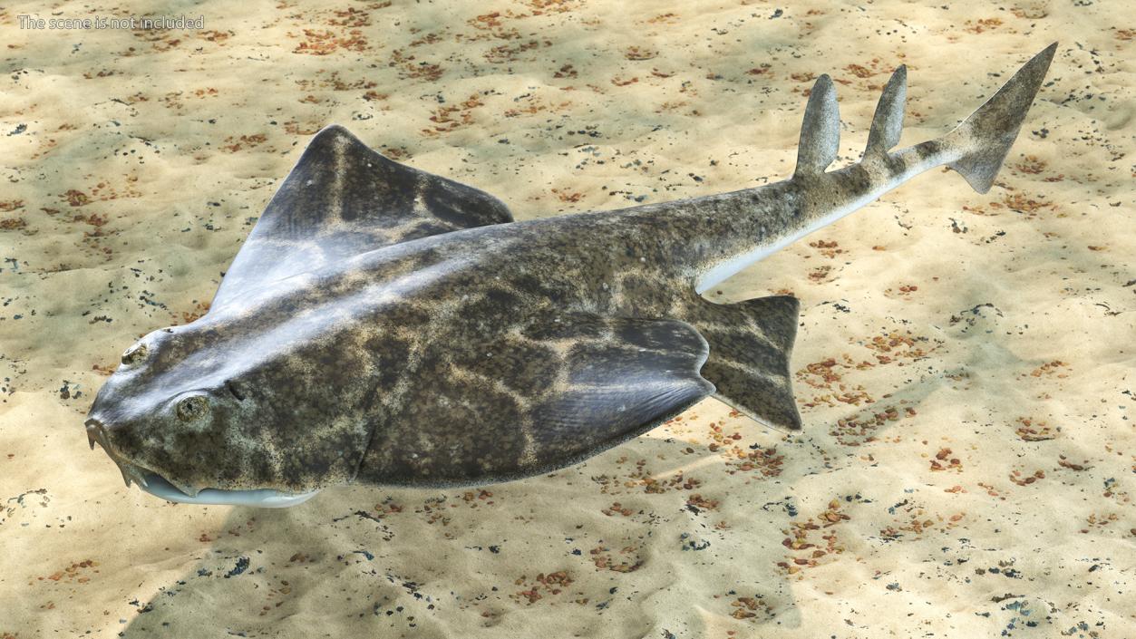 3D model Angel Shark Swimming Pose