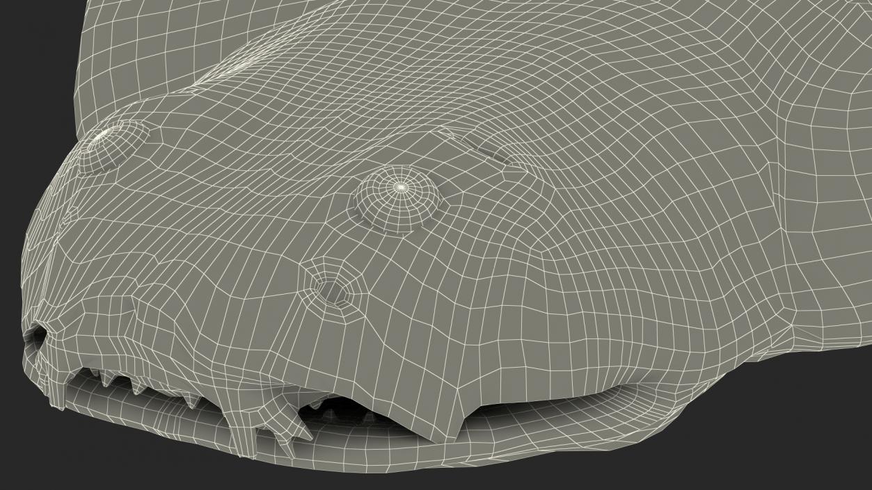 3D model Angel Shark Swimming Pose