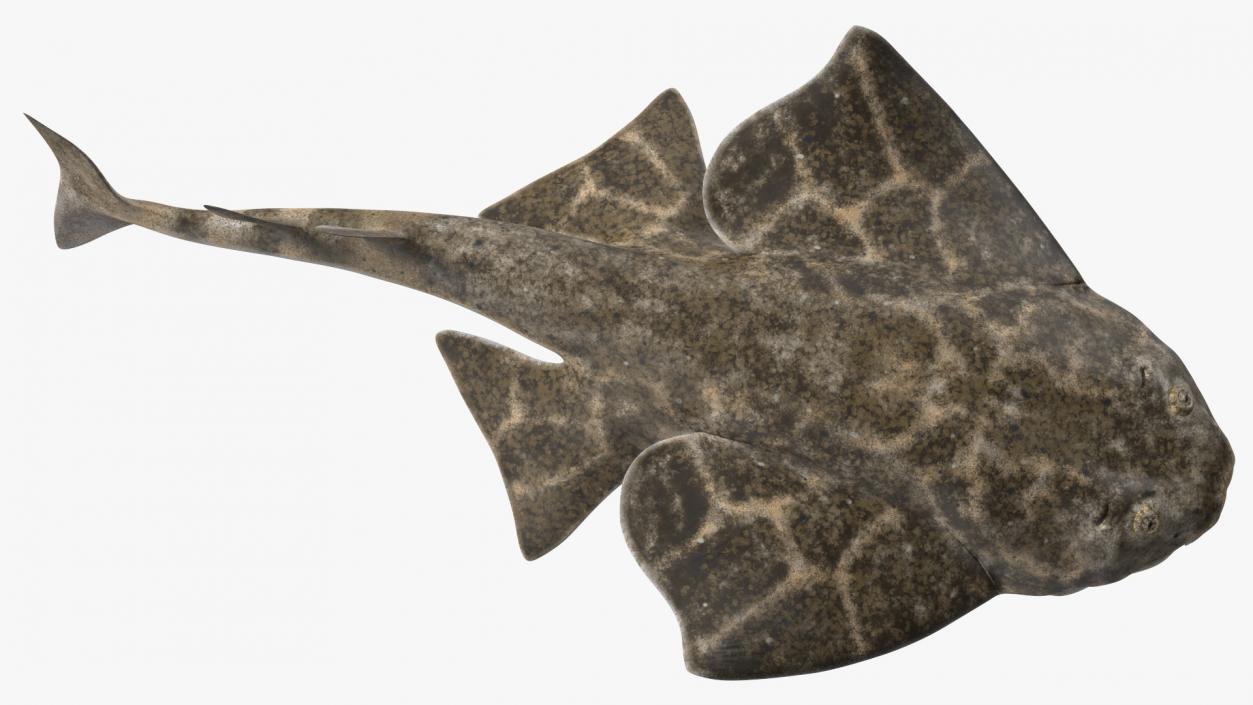 3D model Angel Shark Swimming Pose