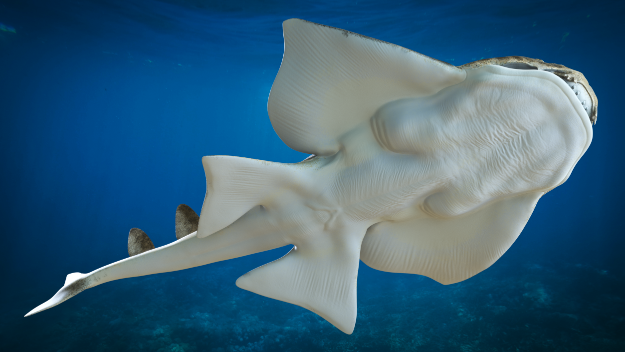 3D model Angel Shark Swimming Pose