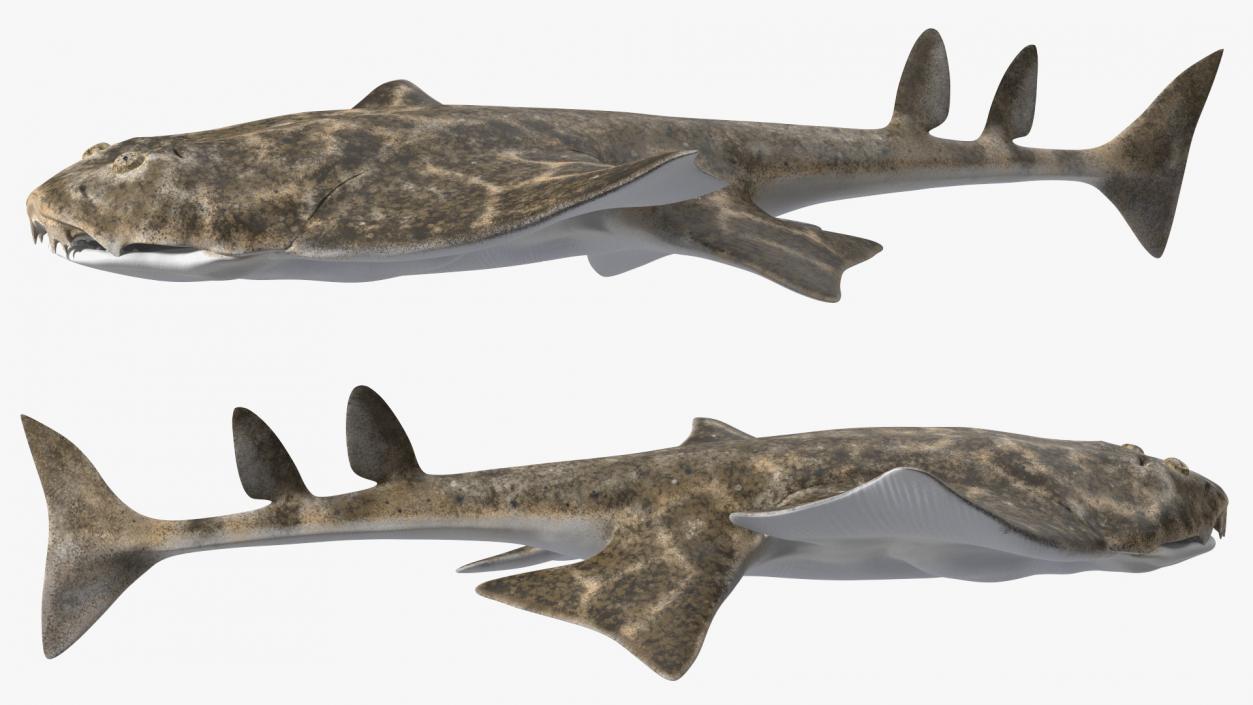 3D model Angel Shark Swimming Pose